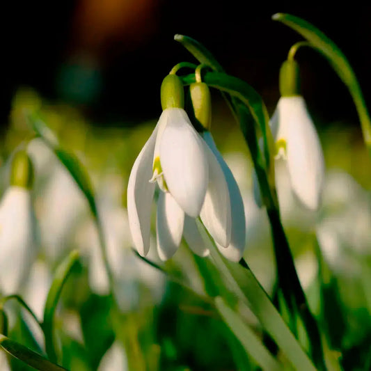 GALANTHUS ELWESII (PERCE NEIGE) 