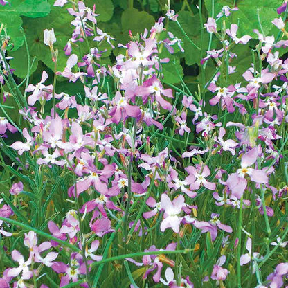 GIROFLEE PARFUM DU SOIR NT 