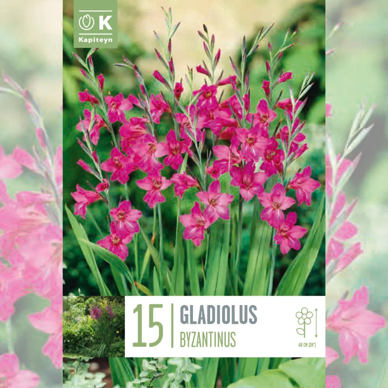 GLADIOLUS BYZANTINUS 