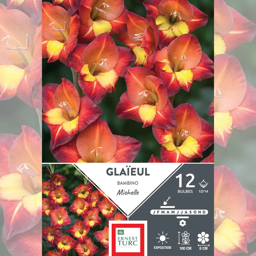 GLAÏEUL BAMBINO MICHELLE 