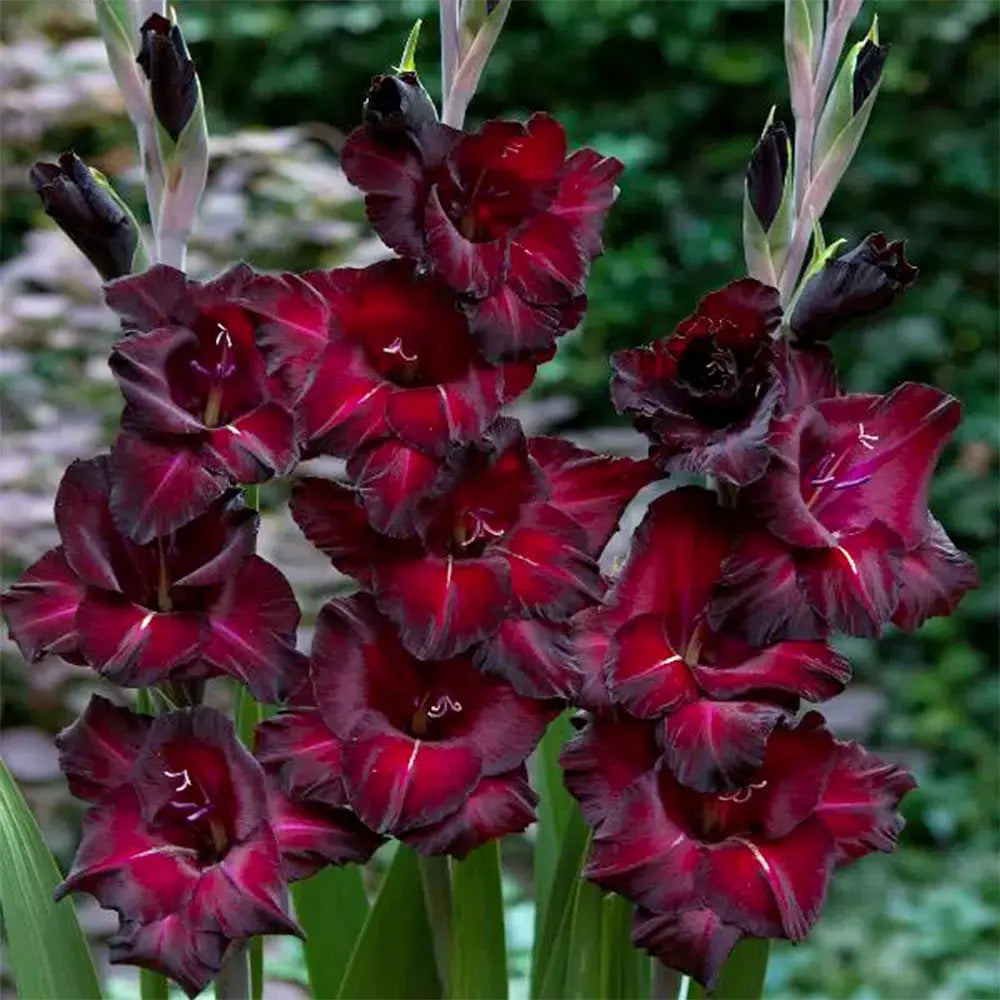 GLAÏEUL BLACK SURPRISE AB 