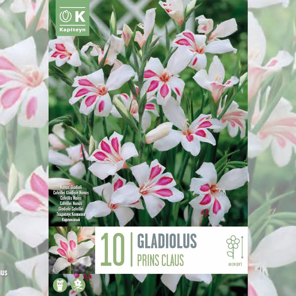 GLAÏEUL COLVILLEII NAIN PRINS CLAUS 