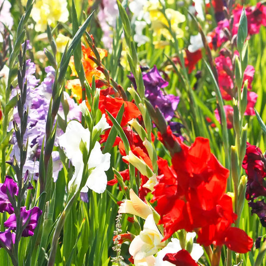 GLAÏEUL EN MÉLANGE AB 