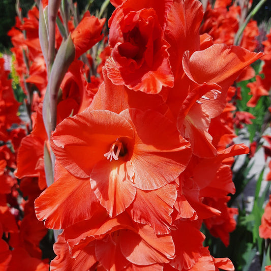 GLAÏEUL LIVE OAK AB 