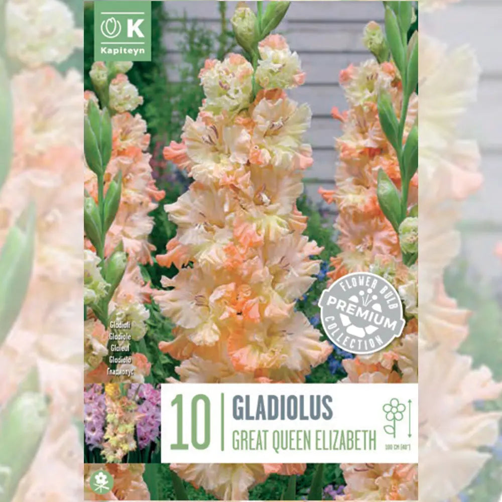 GLAÏEUL RUFFLED GREAT QUEEN ELIZABETH 