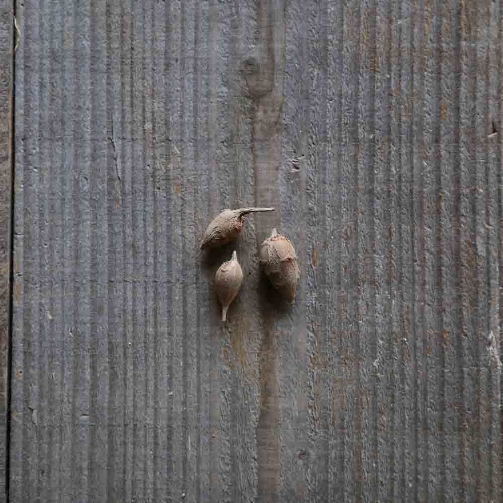 GLYCINE TUBEREUSE AB 