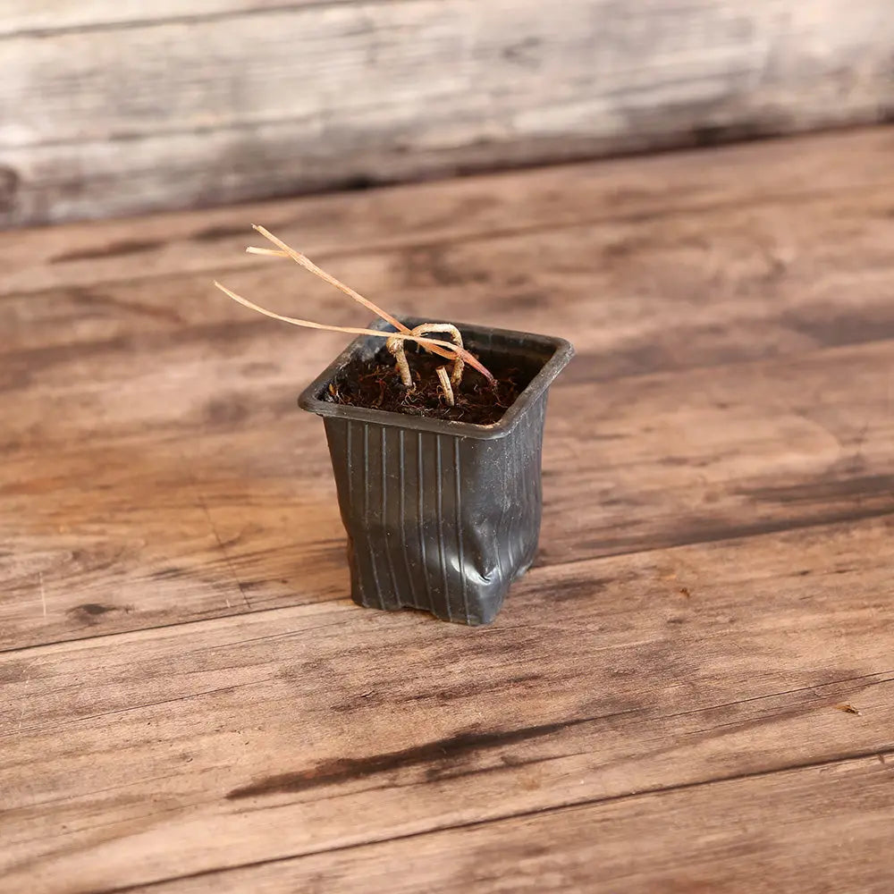 GLYCINE TUBEREUSE AB - PLANT 