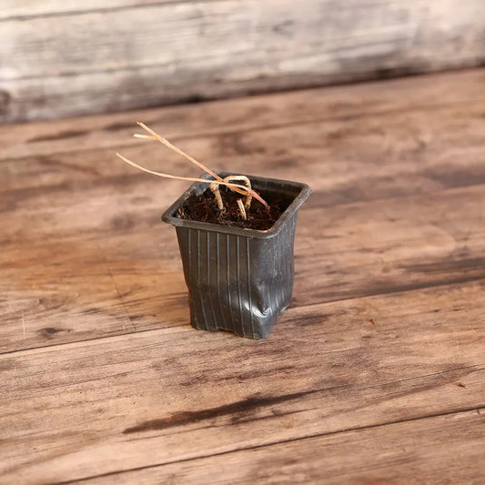 GLYCINE TUBEREUSE AB - PLANT 