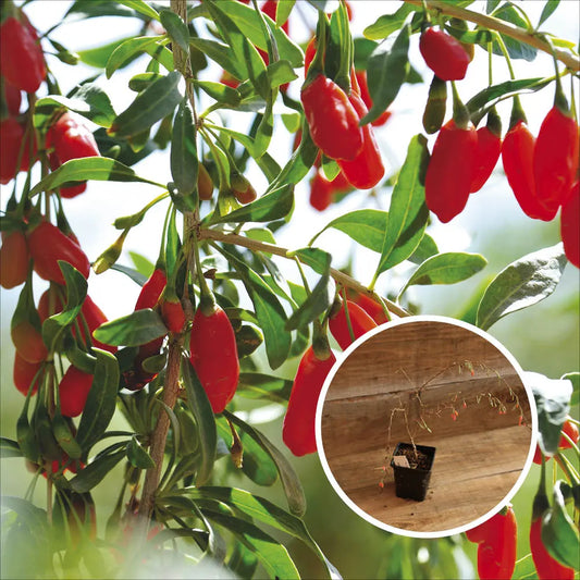 GOJI AB - PLANT 