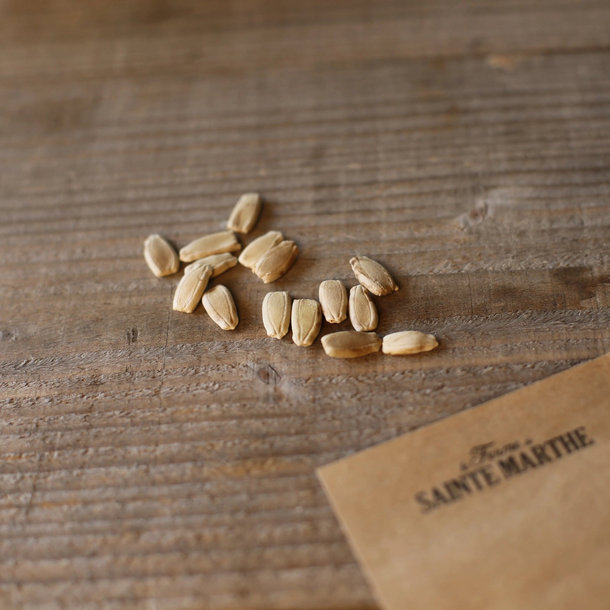 GOURDE OU CALEBASSE AMPHORE AB