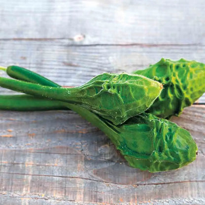 GOURDE OU CALEBASSE MARENKA AB 