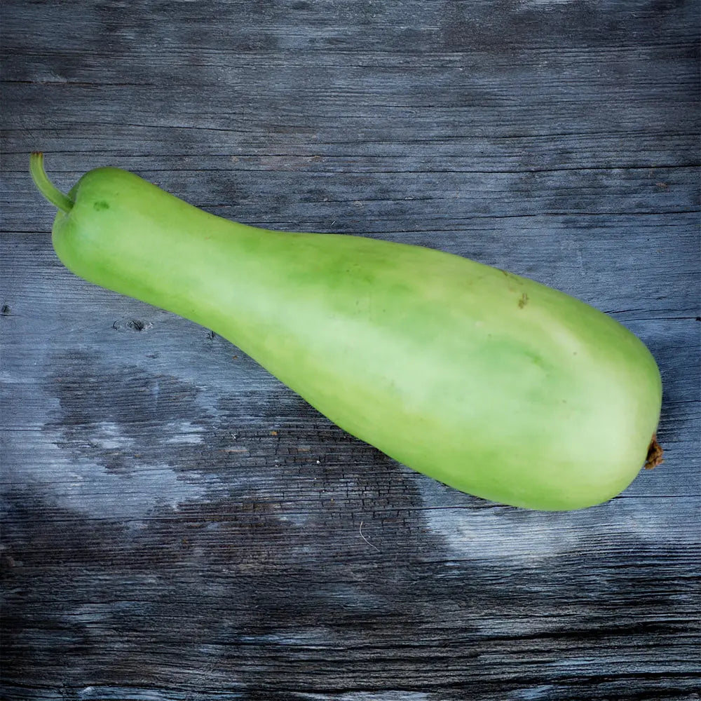 GOURDE OU CALEBASSE MASSUE D'HERCULE OU COURGE DE SICILE AB 