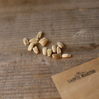 GOURDE OU CALEBASSE POIRE A POUDRE AB - ANTIGASPI