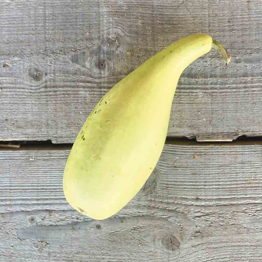 GOURDE OU CALEBASSE POIRE A POUDRE AB 