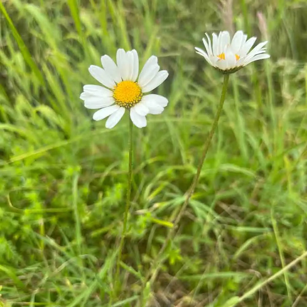 GRANDE MARGUERITE BLANCHE AB 