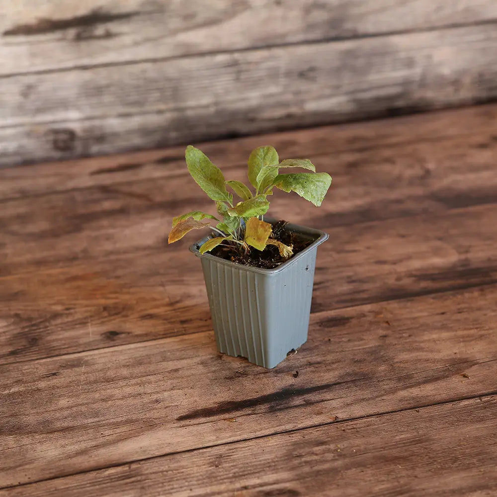 GRANDE PASSERAGE PLANTE MOUTARDE AB - PLANT 