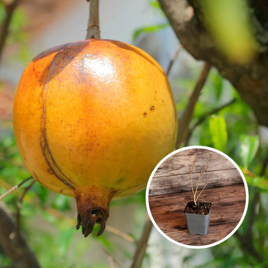 GRENADIER A FRUITS JAUNES AB - PLANT 