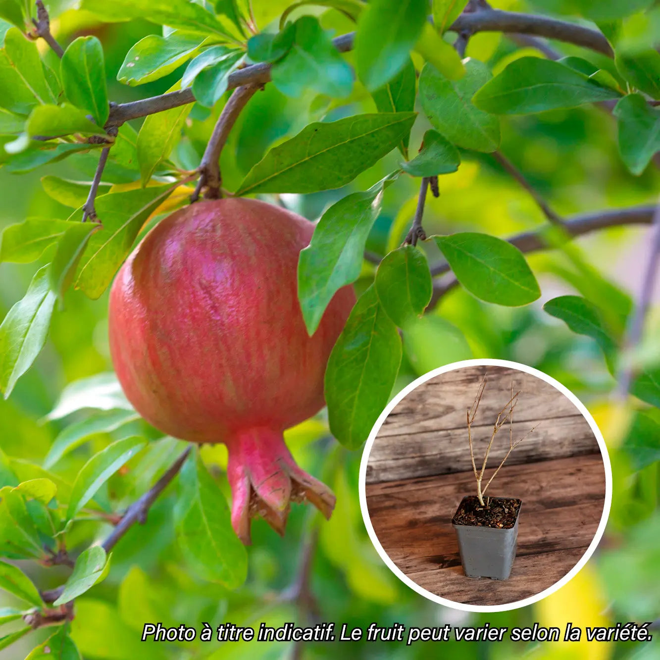 GRENADIER A FRUITS ROUGES AB - PLANT 