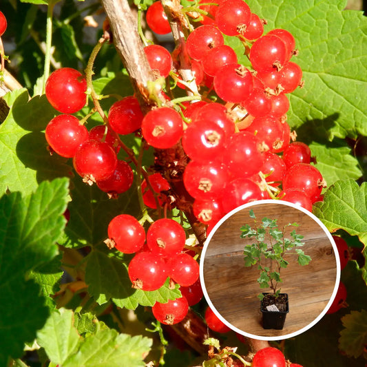 GROSEILLIER À GRAPPE ROUGE HEROS AB - PLANT 