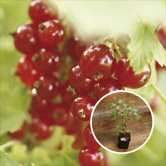 GROSEILLIER A GRAPPES JUNIFER AB - PLANT 