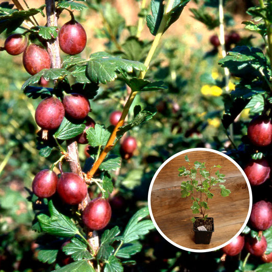 GROSEILLIER À MAQUEREAU FREEDONIA AB - PLANT 