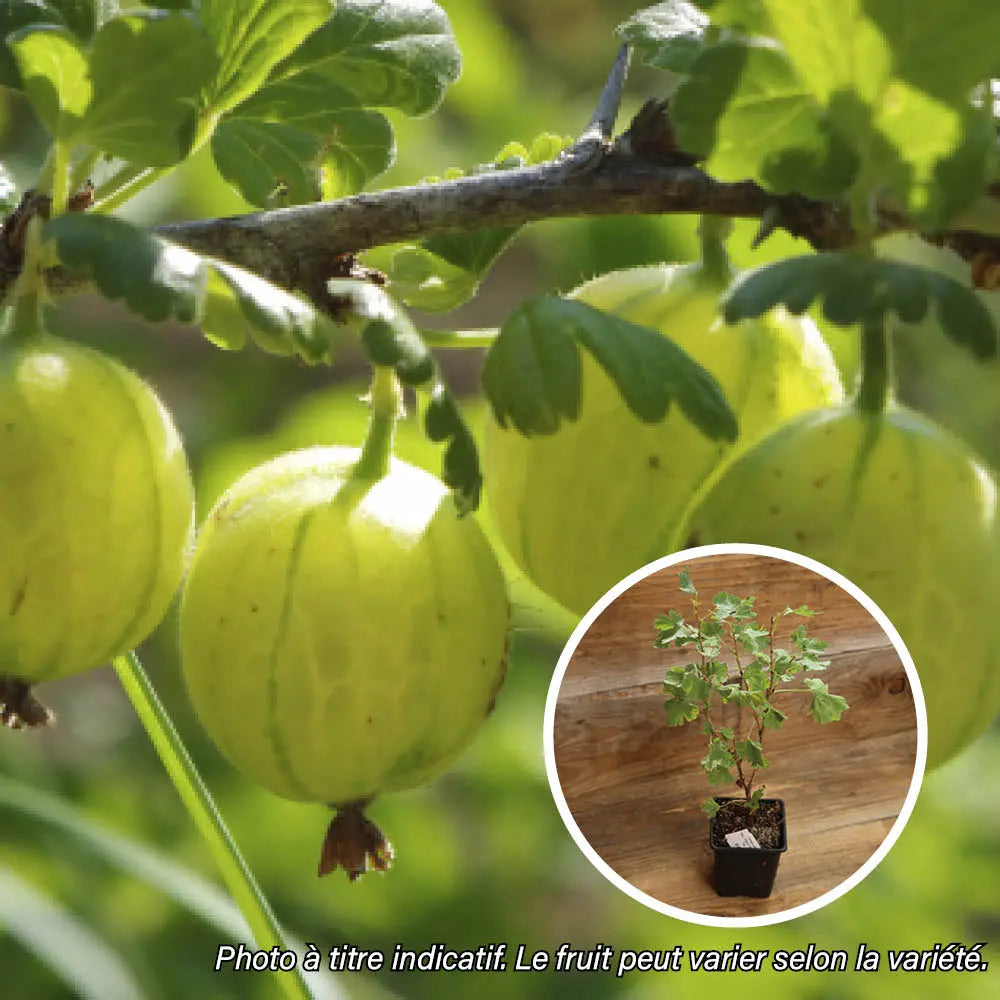GROSEILLIER A MAQUEREAU HINNOMAKI GUL AB - PLANT 