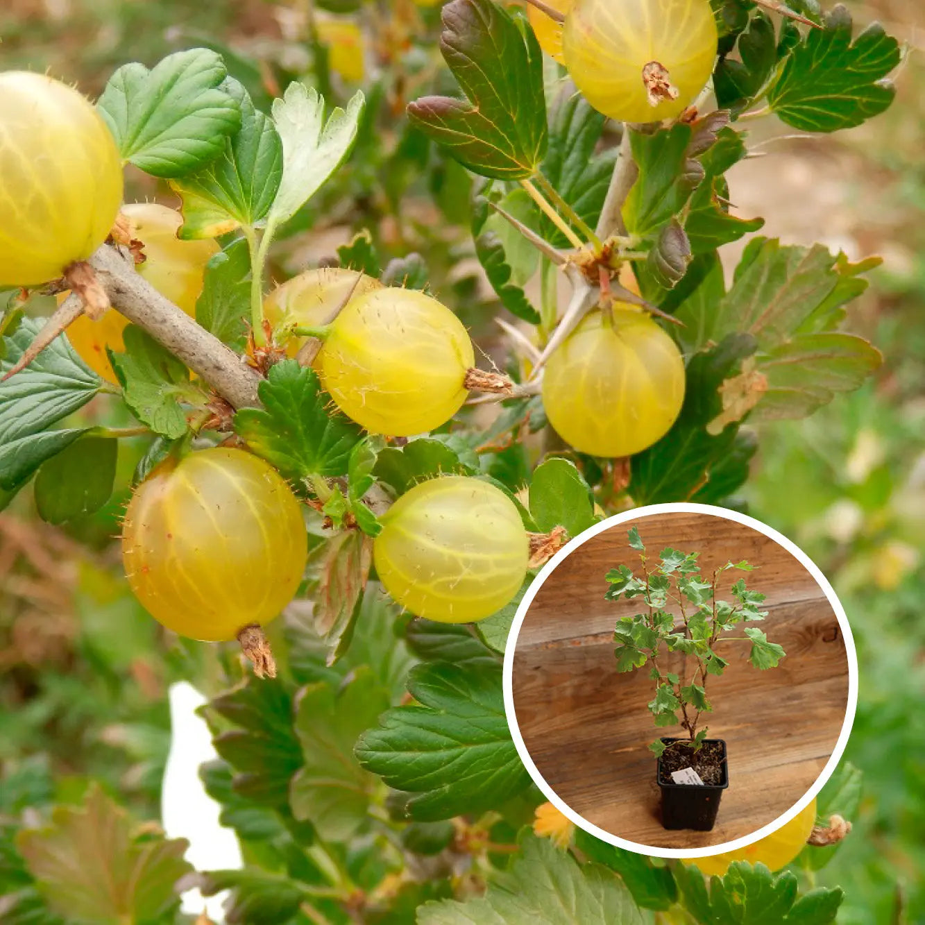 GROSEILLIER À MAQUEREAU REVERTA AB - PLANT 