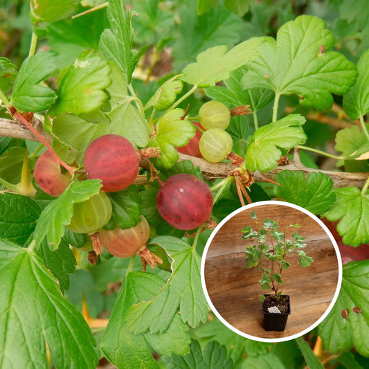 GROSEILLIER À MAQUEREAU WORCESTER 