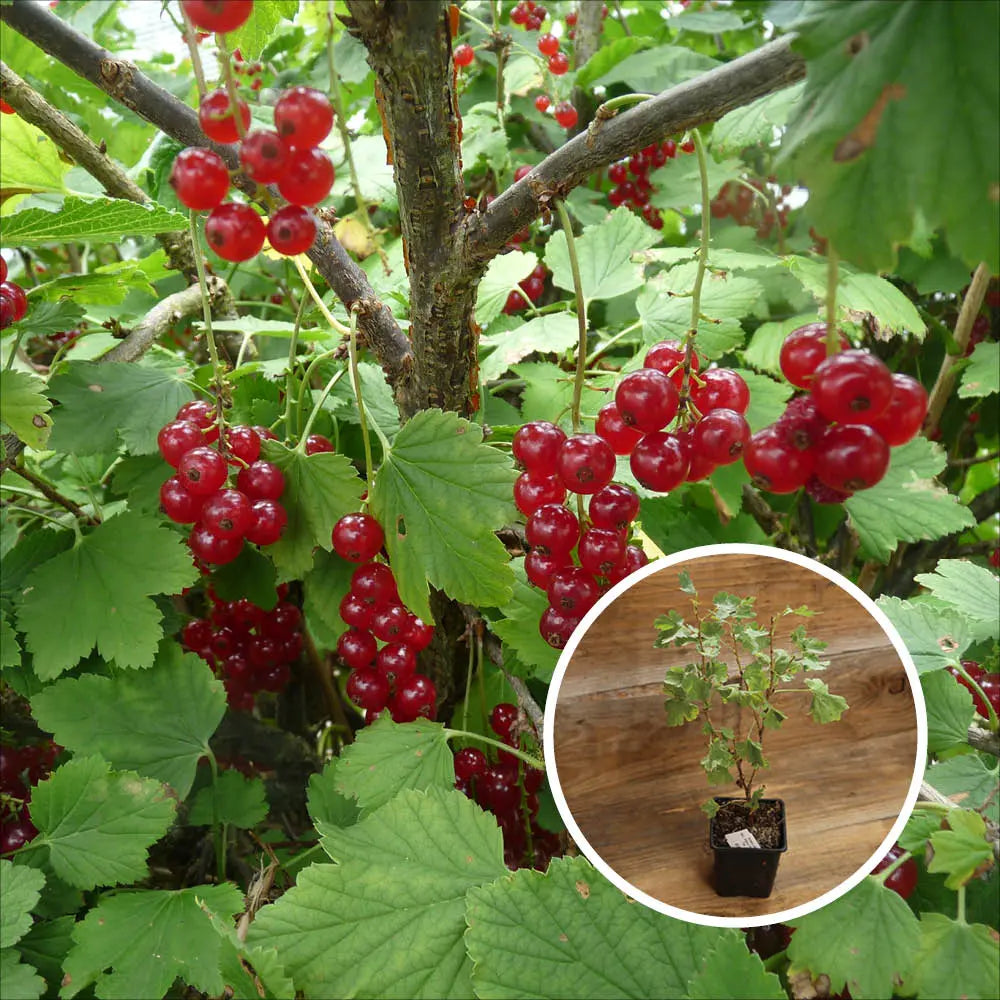 GROSEILLIER LISETTE AB - PLANT 
