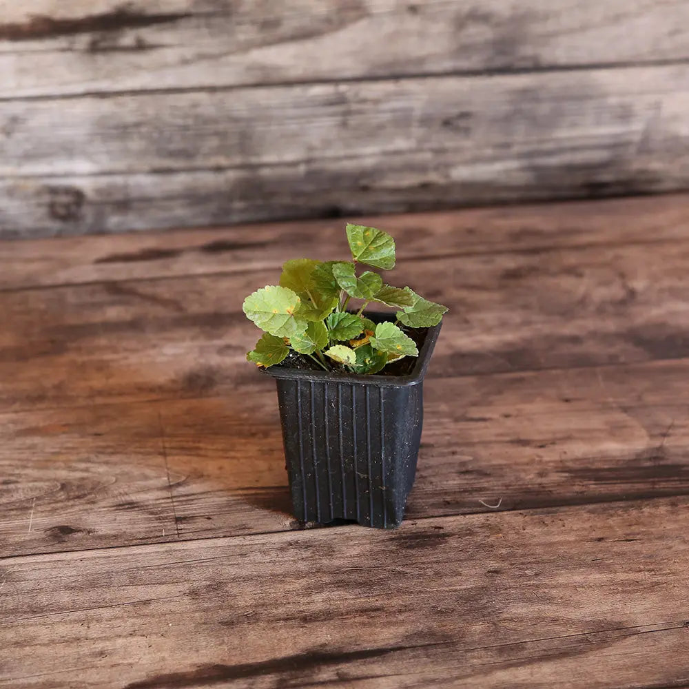 Plant de Guimauve Bio – La Ferme de Sainte Marthe