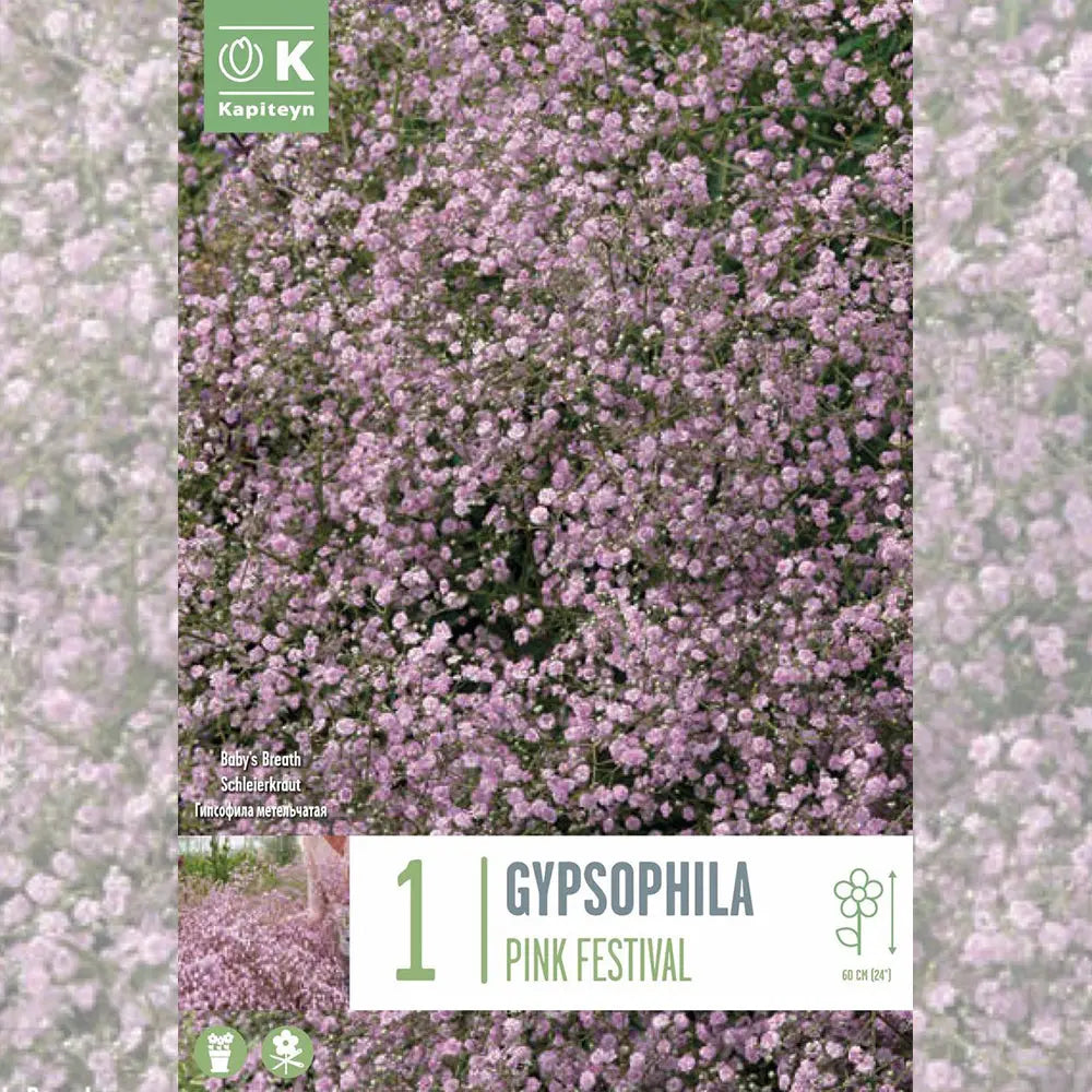 GYPSOPHYLA PANICULATA PINK FESTIVAL 