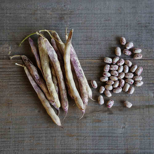 HARICOT A RAMES LANGUE DE FEU 2 A ECOSSER AB 