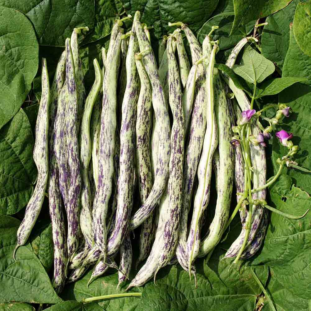 Massa Rames Graines de Haricot À Rames Vigneronne Bio – La Ferme de Sainte Marthe