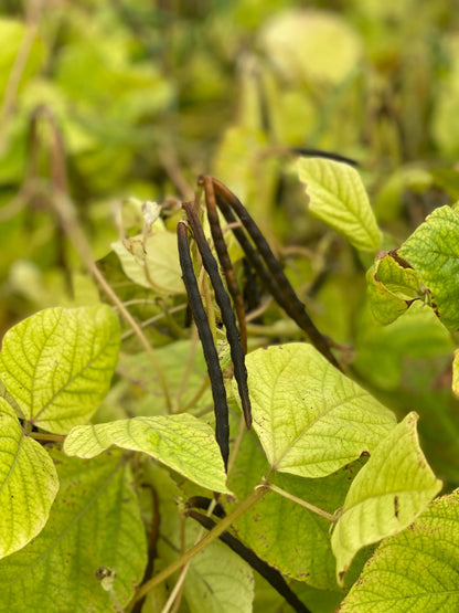 HARICOT MUNGO VERT AB 