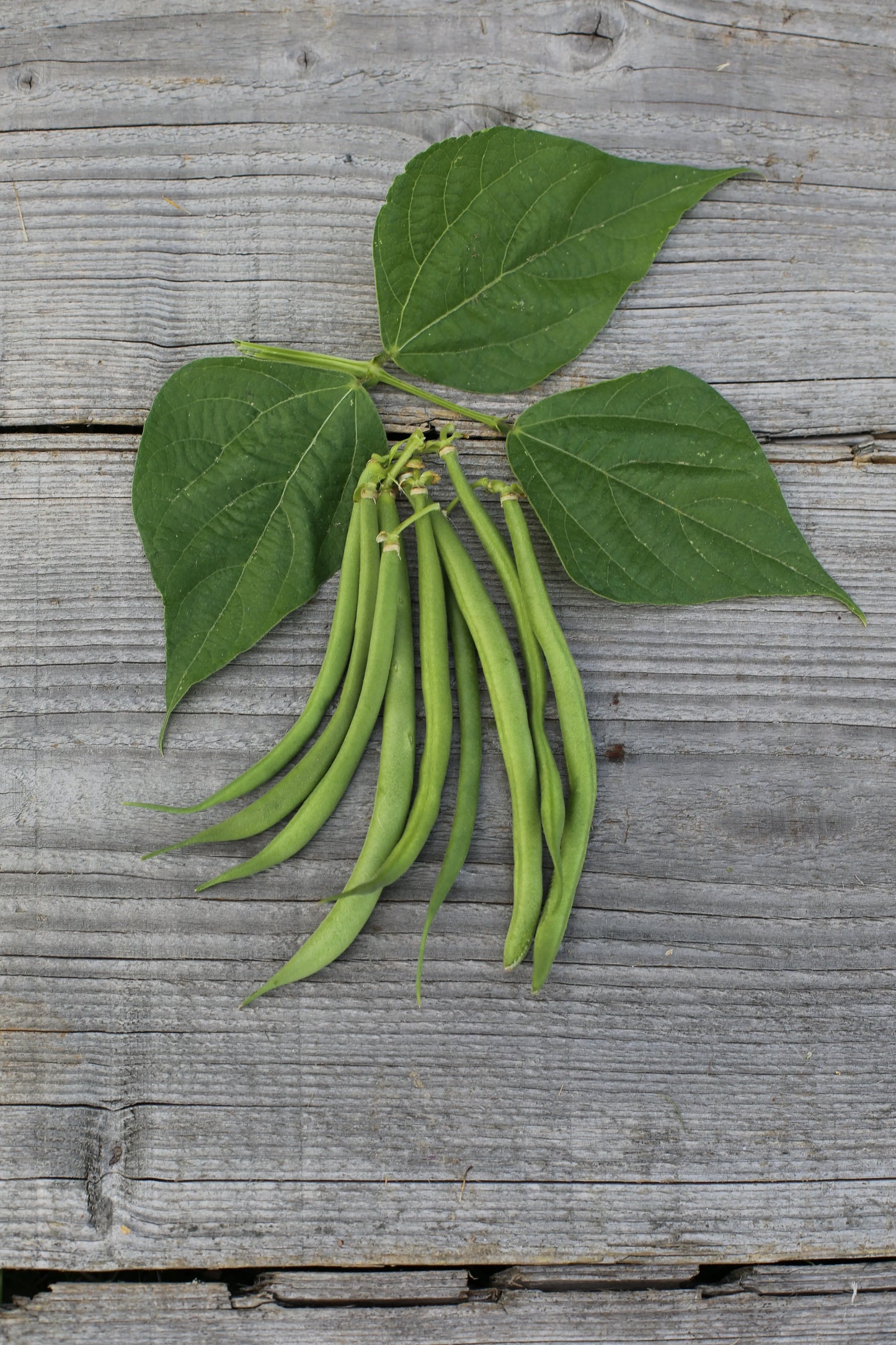 HARICOT NAIN DE BAGNOLS AB 