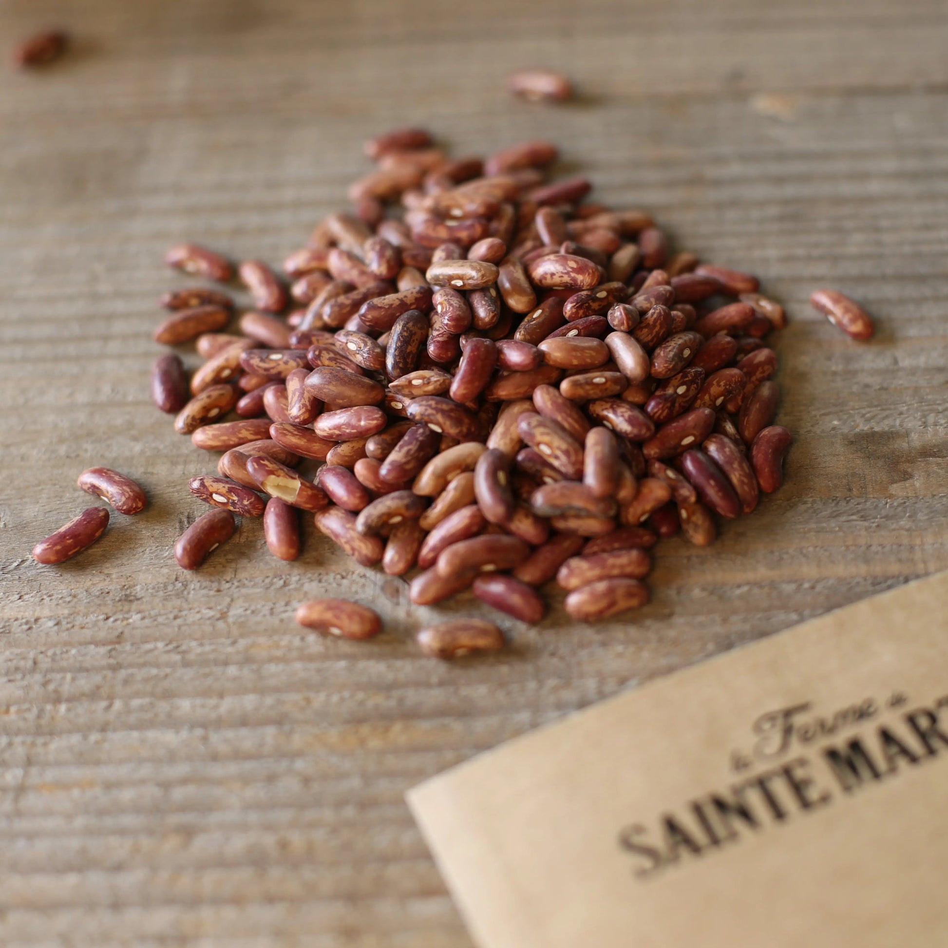 HARICOT NAIN DE BAGNOLS NT 