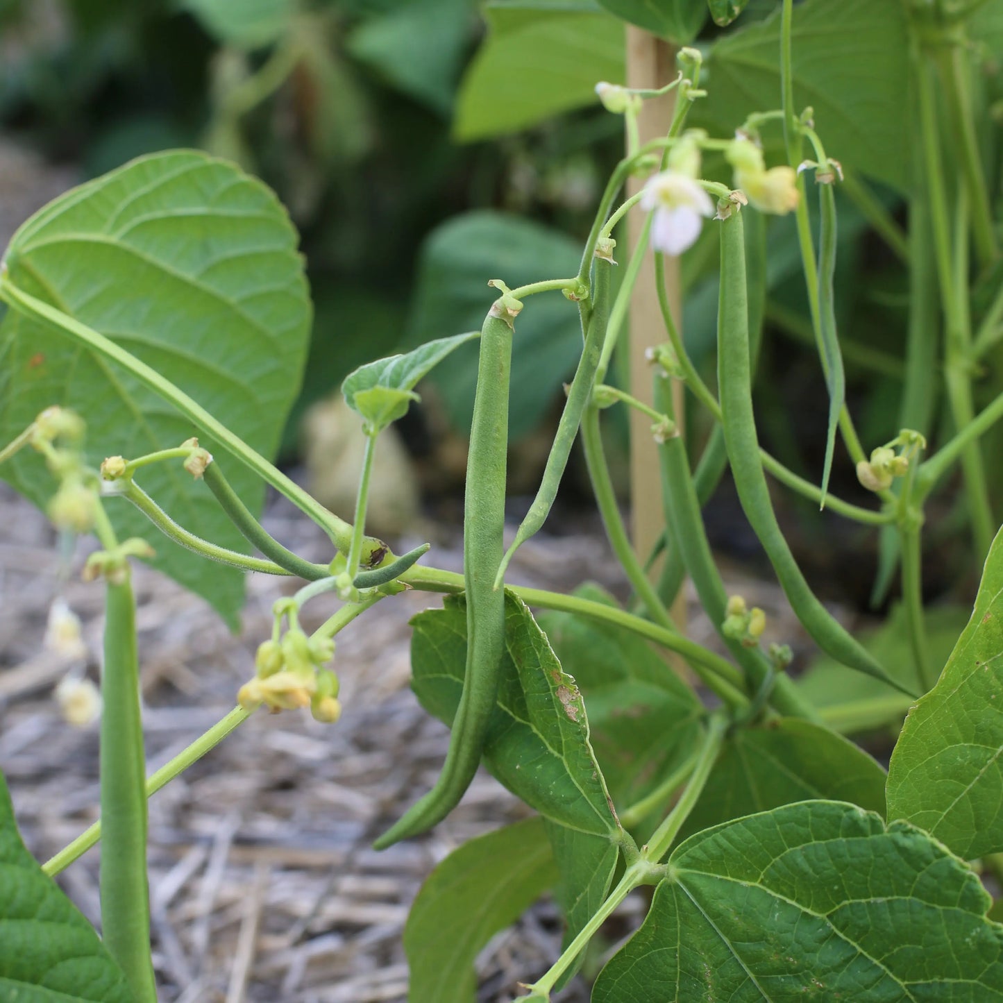 HARICOT NAIN DE BAGNOLS NT 