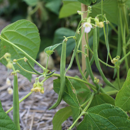 HARICOT NAIN DE BAGNOLS NT 