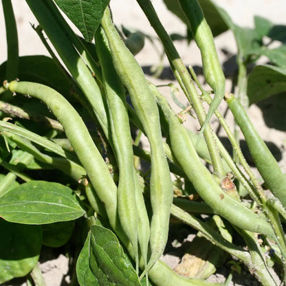 HARICOT NAIN FLAGEOLET DE TOURAINE A ECOSSER AB 