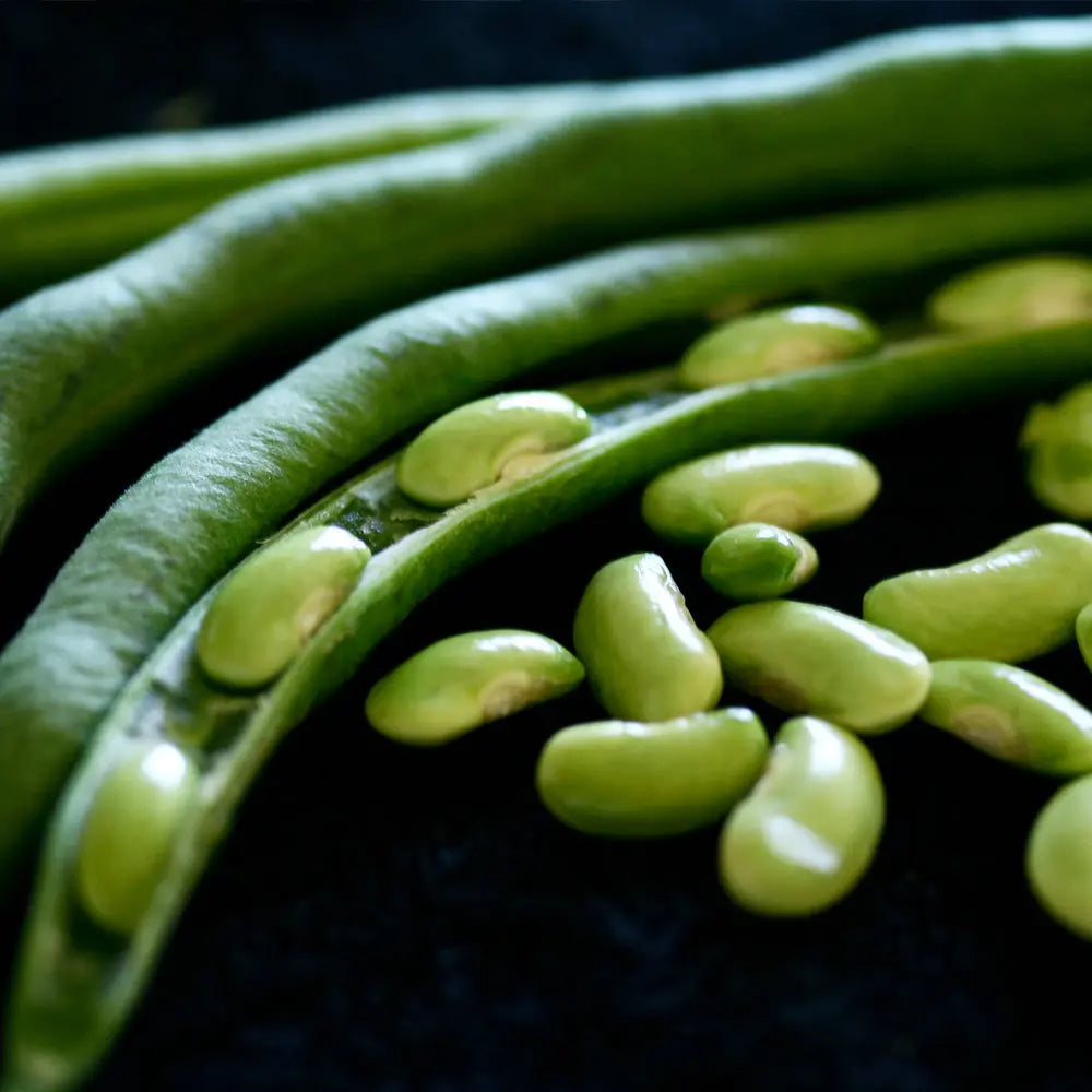 HARICOT NAIN FLAGEOLET DE TOURAINE A ECOSSER AB 