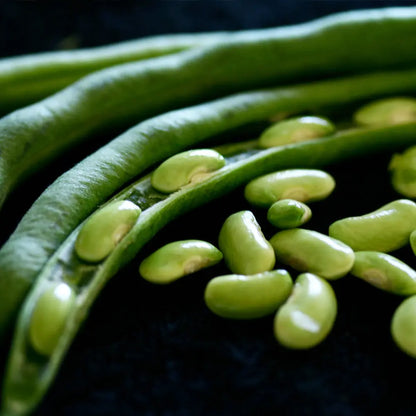 HARICOT NAIN FLAGEOLET DE TOURAINE A ECOSSER AB 