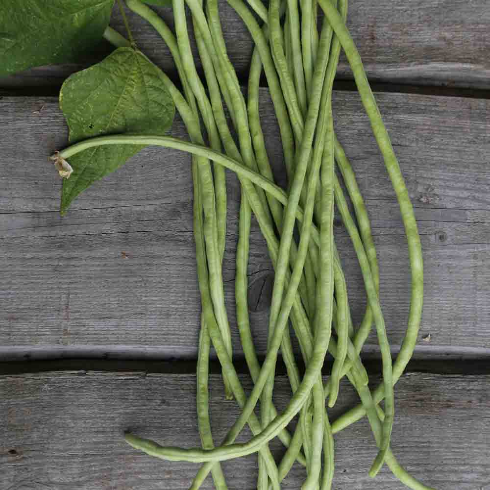HARICOT SERPENT OU DOLIQUE ASPERGE VERT AB 