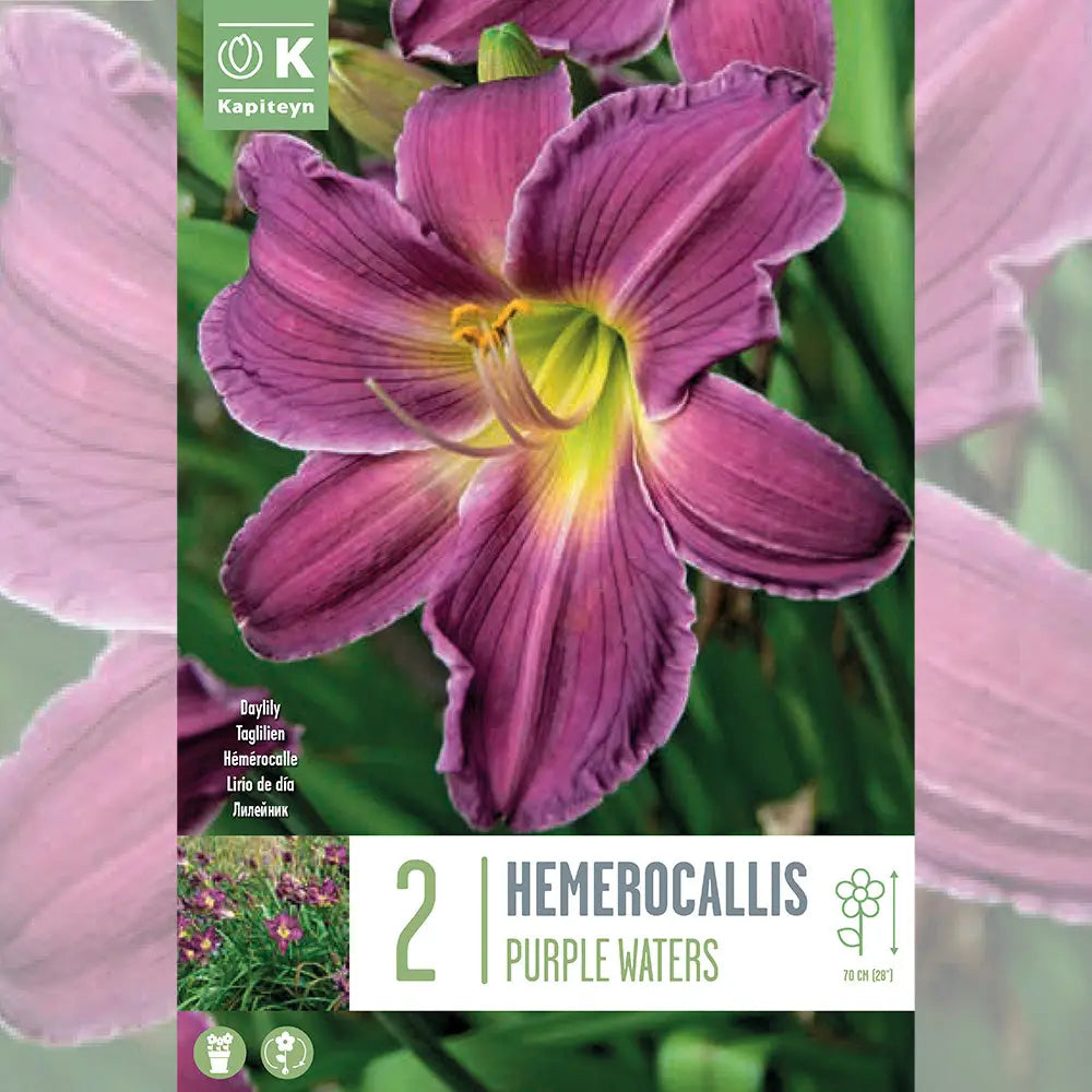 HEMEROCALLIS PURPLE WATERS 