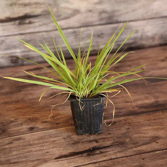 HERBE AUX BISONS OU FLOUVE ODORANTE - PLANT 