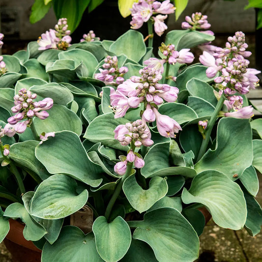 HOSTA BLUE MOUSE EARS 