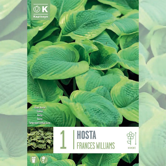 HOSTA FRANCES WILLIAMS 