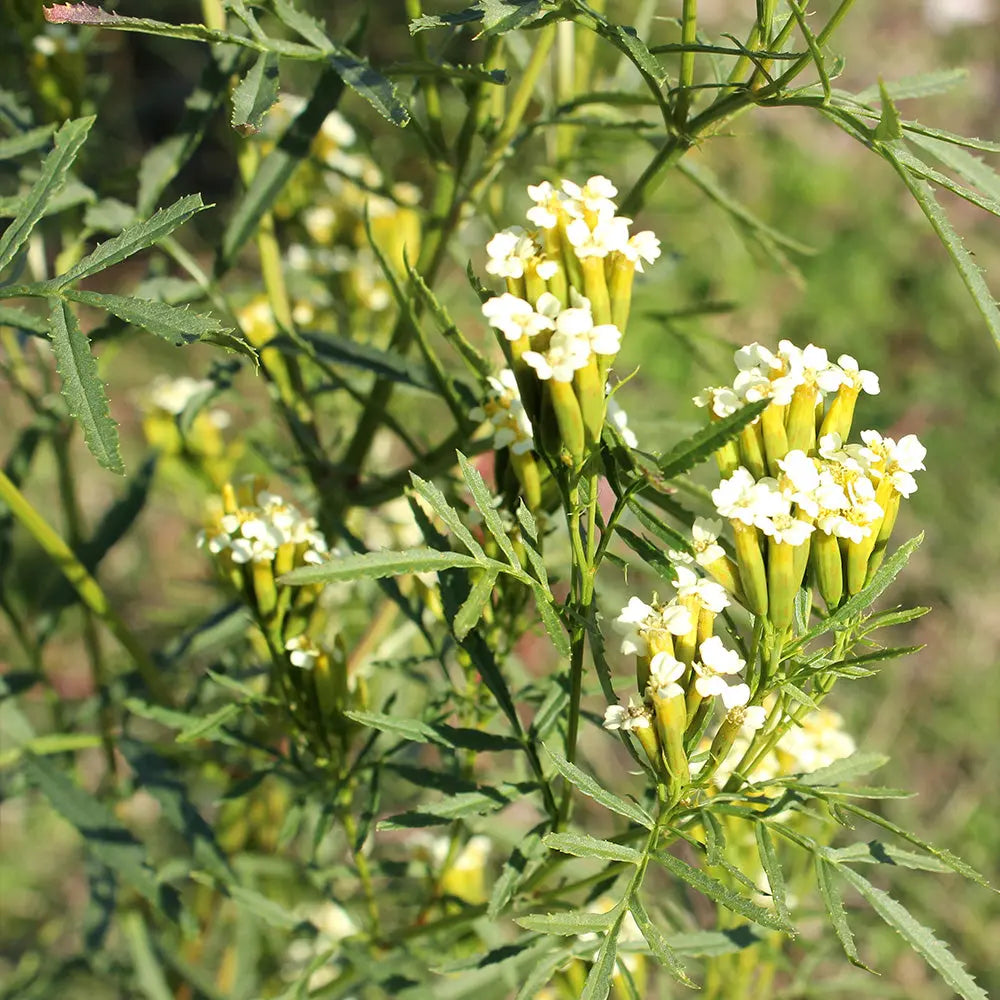 HUACATAY OU MENTHE NOIRE PERUVIENNE AB 