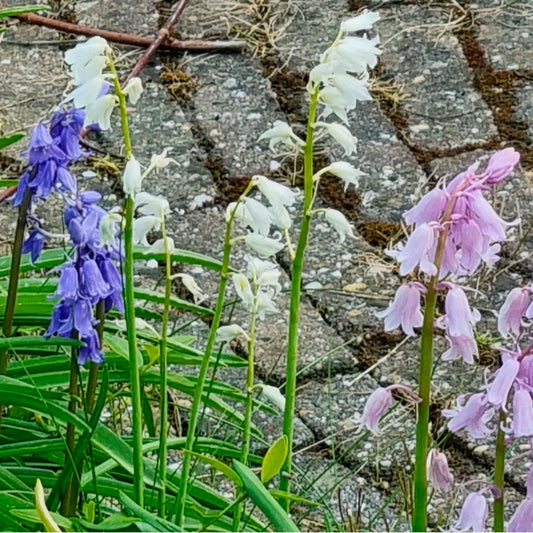 HYACINTHOIDES HISPANICA MIX 