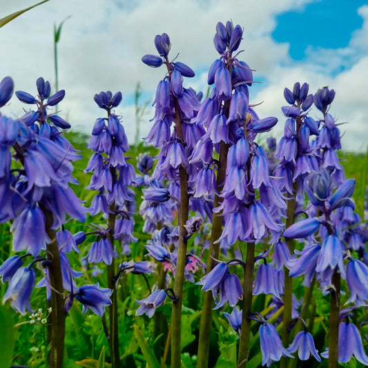 HYACINTHOIDES HISPANICA 'EXCELSIOR' 