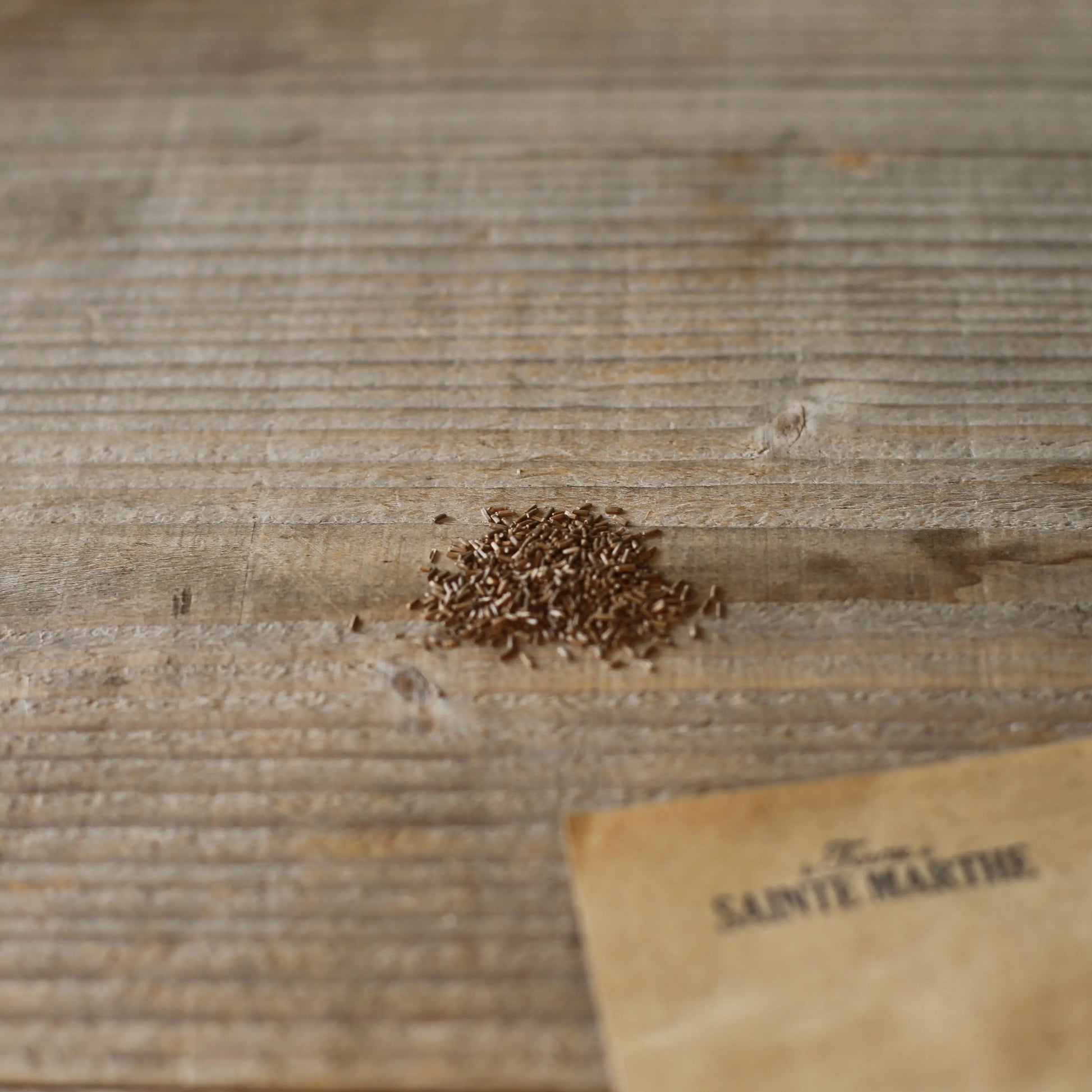 IMMORTELLE A GRANDE BRACTEE FIREBALL AB 